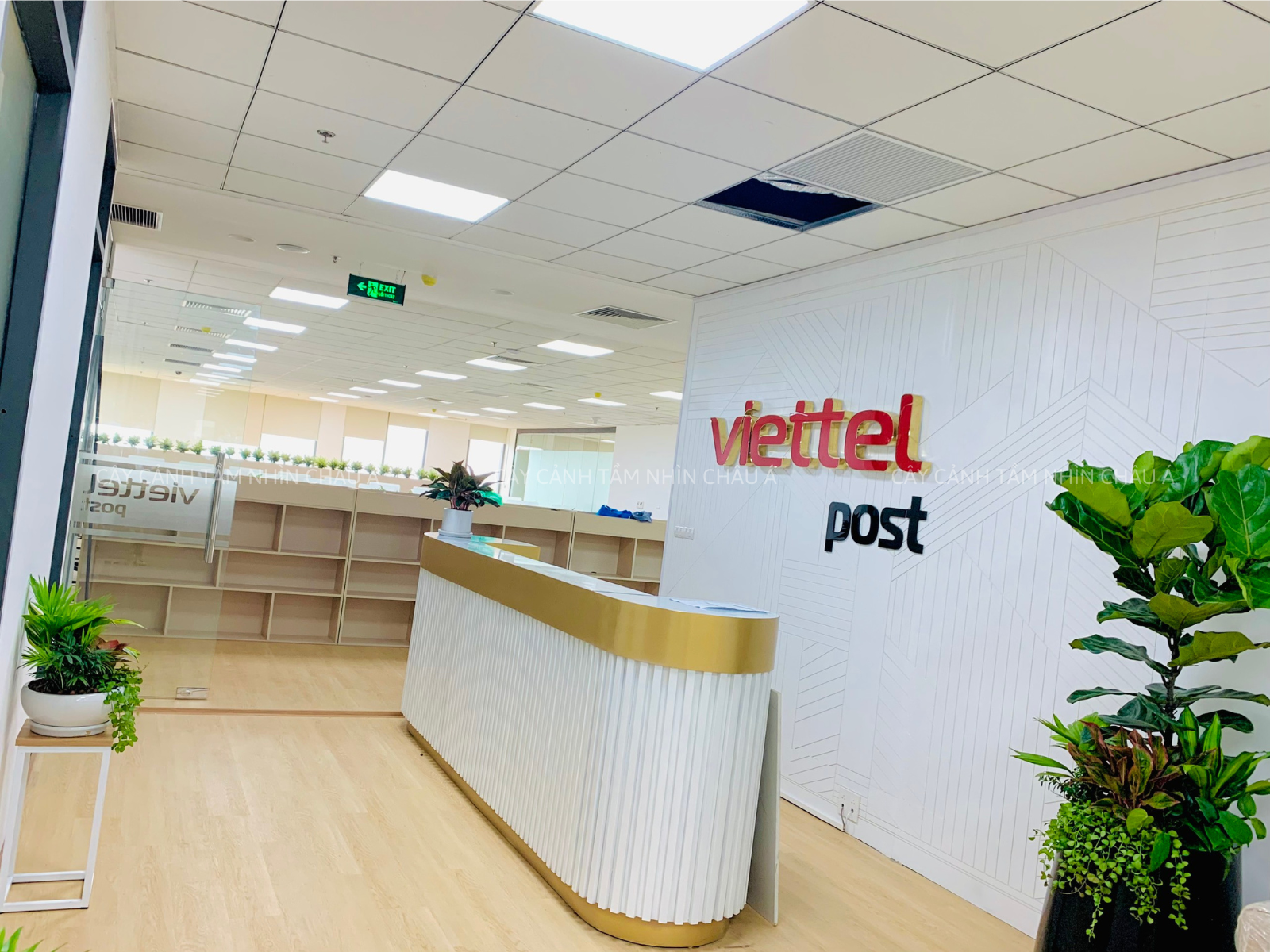 CÂY XANH TẠI VIETTEL POST