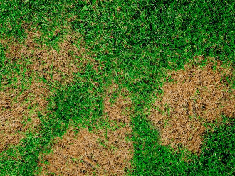 Sâu bệnh hại trên thảm cỏ và biện pháp phòng trừ hiệu quả
