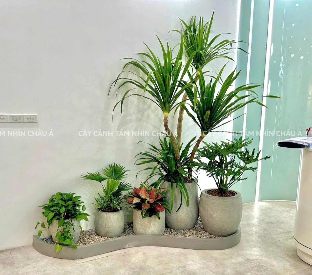 Cây cảnh nội thất