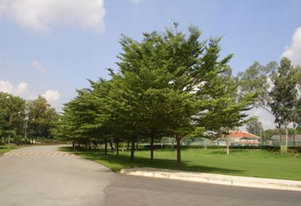 Những loại cỏ thảm phổ biến trong công trình cảnh quan