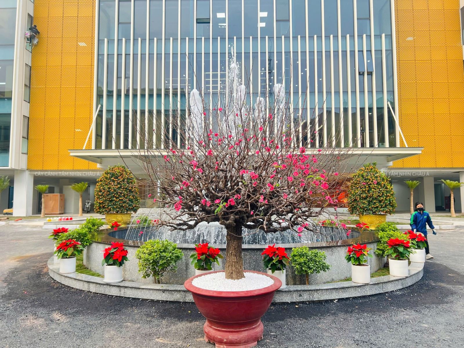 CHẬU CÂY HOA ĐÀO ĐẶT SẢNH LỚN