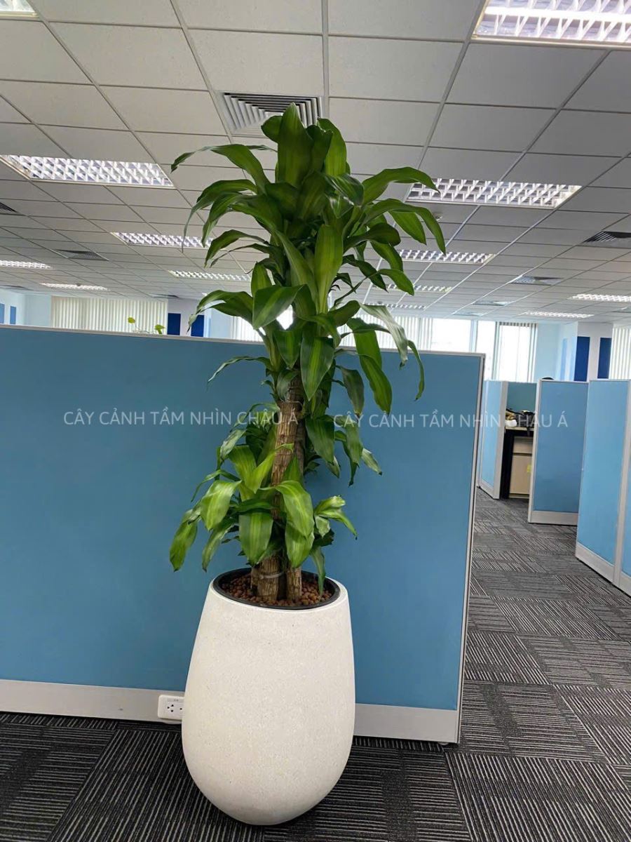 CHẬU CÂY THIẾT MỘC LAN GHÉP