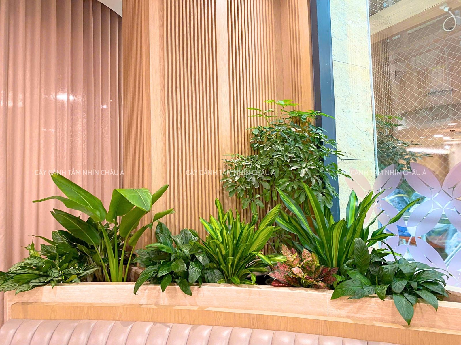 Cây cảnh nội thất