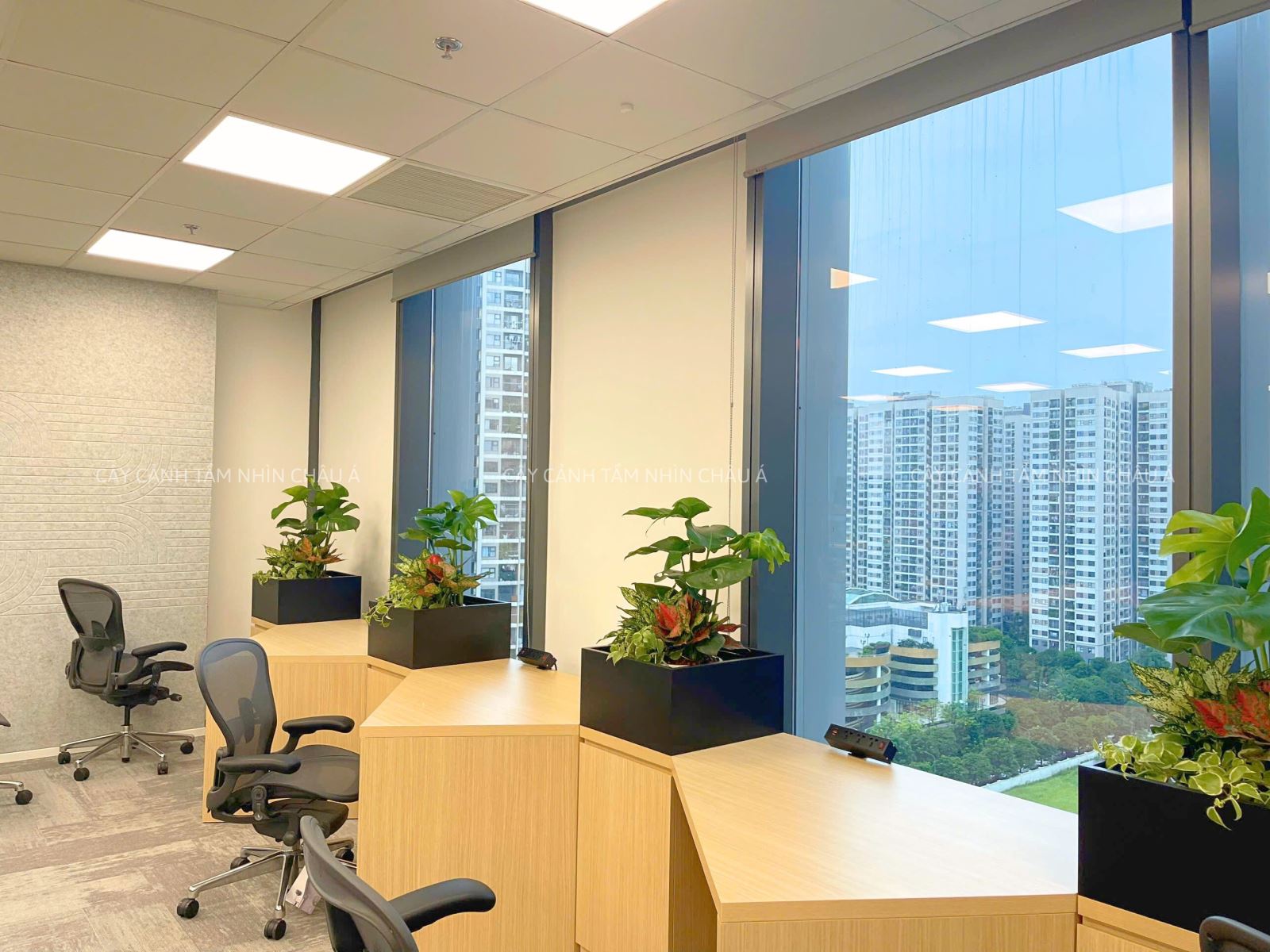 Cây cảnh nội thất