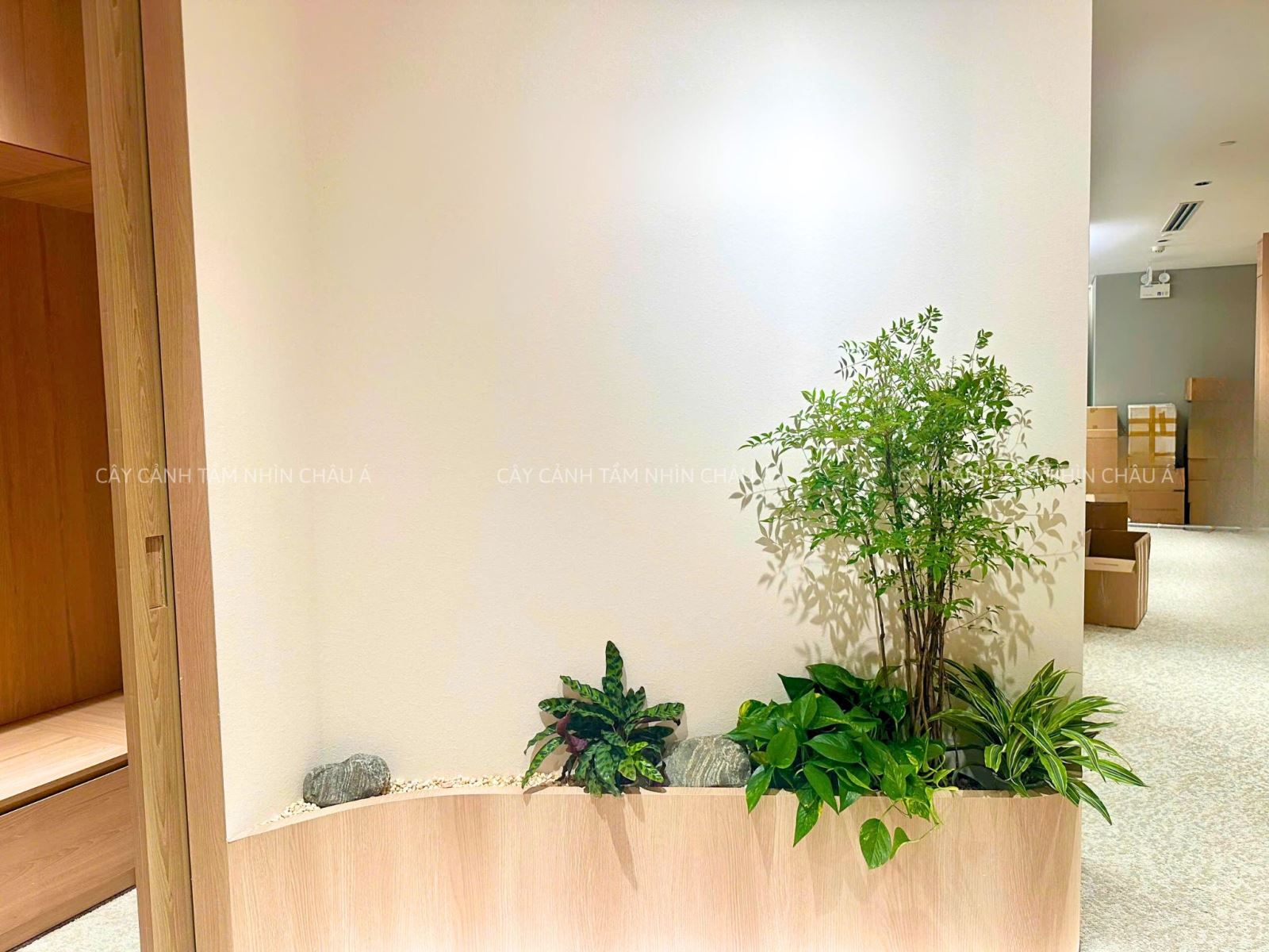 CHẬU CÂY NAM THIÊN TRÚC