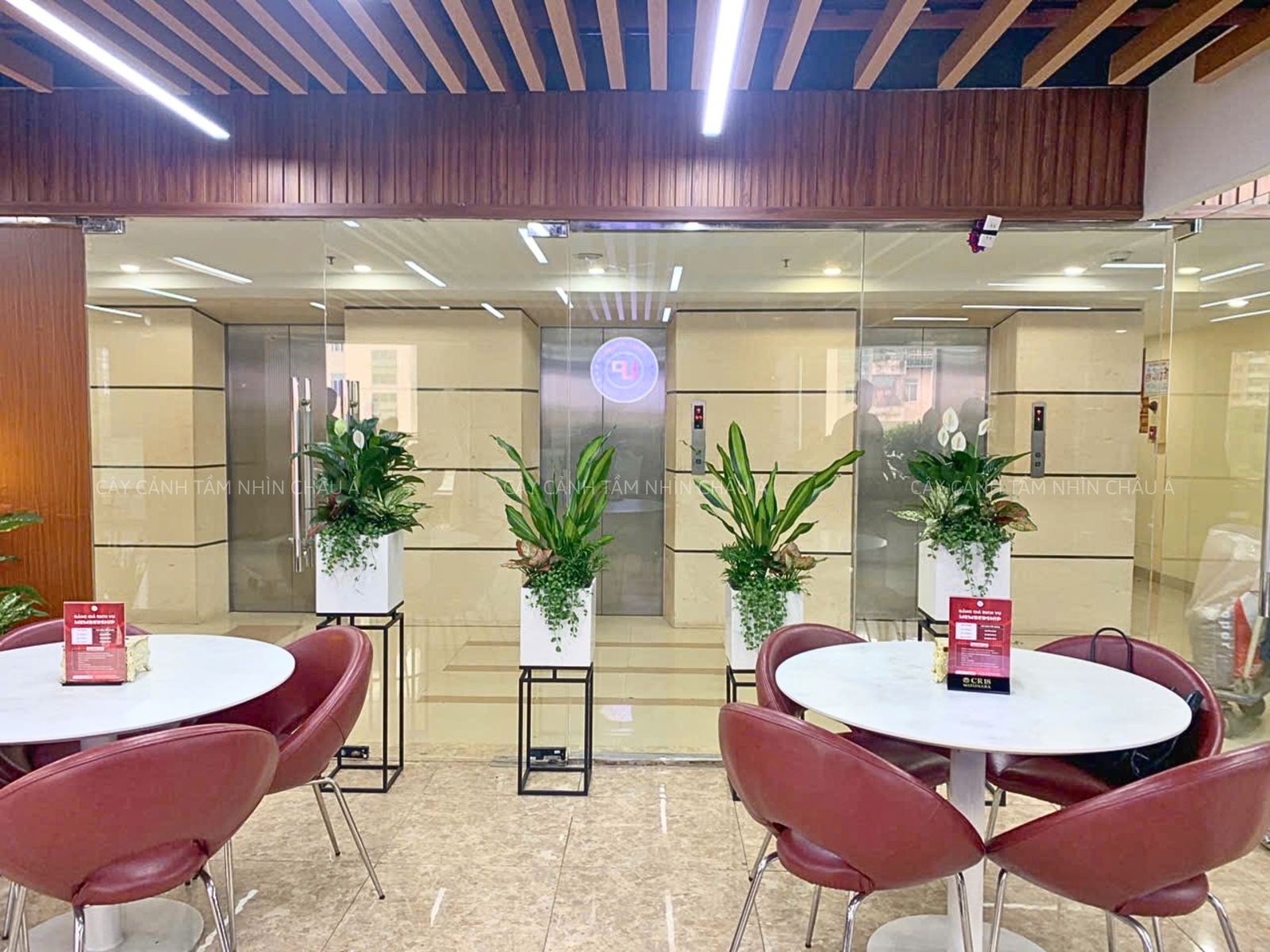 Cây cảnh nội thất