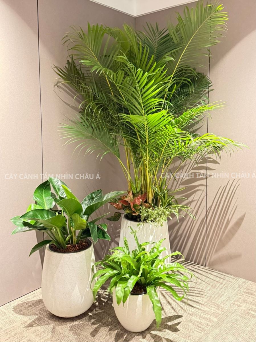Cây cảnh nội thất