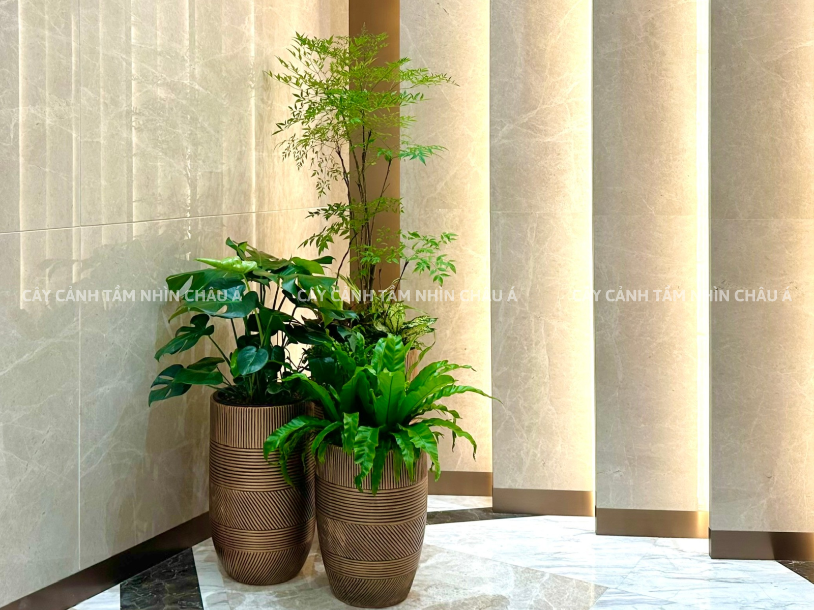 Cây cảnh nội thất