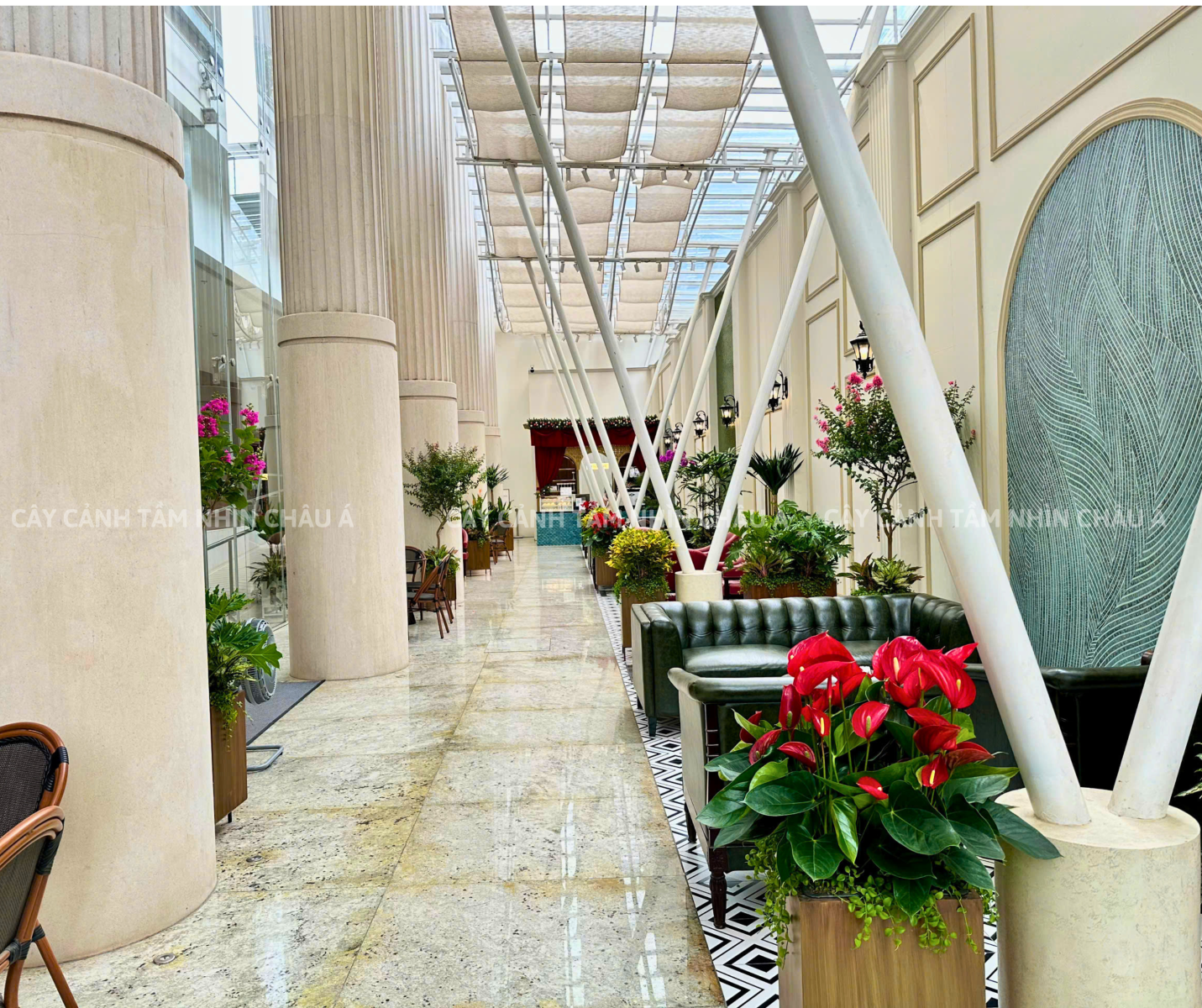 Cây cảnh nội thất