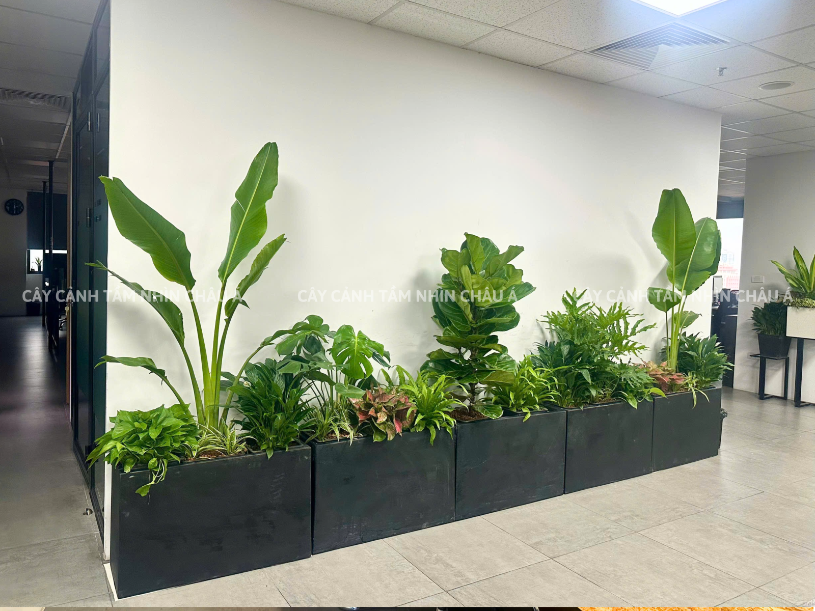 Cây cảnh nội thất