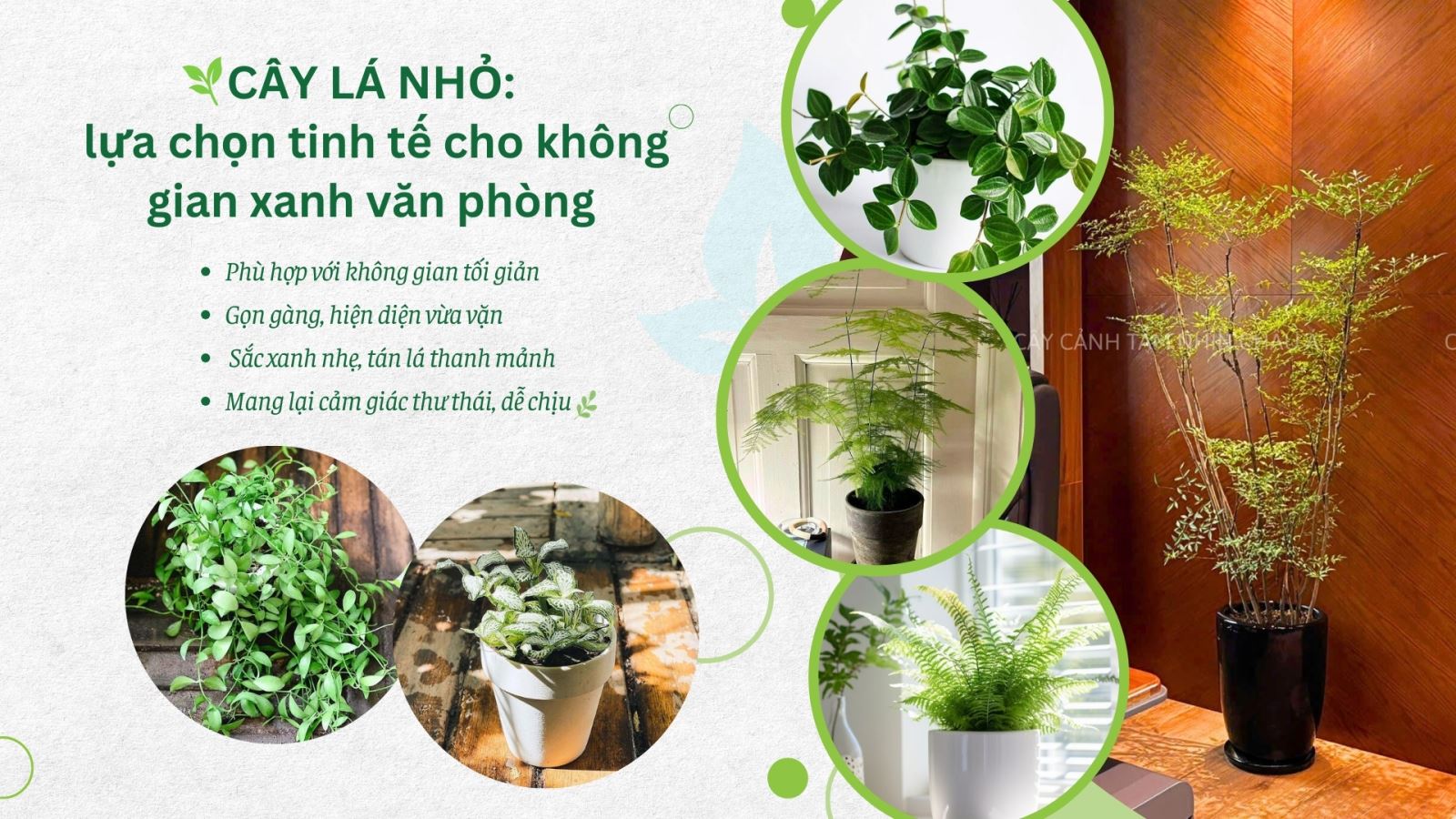 Cây lá nhỏ - Lựa chọn tinh tế cho không gian xanh văn phòng