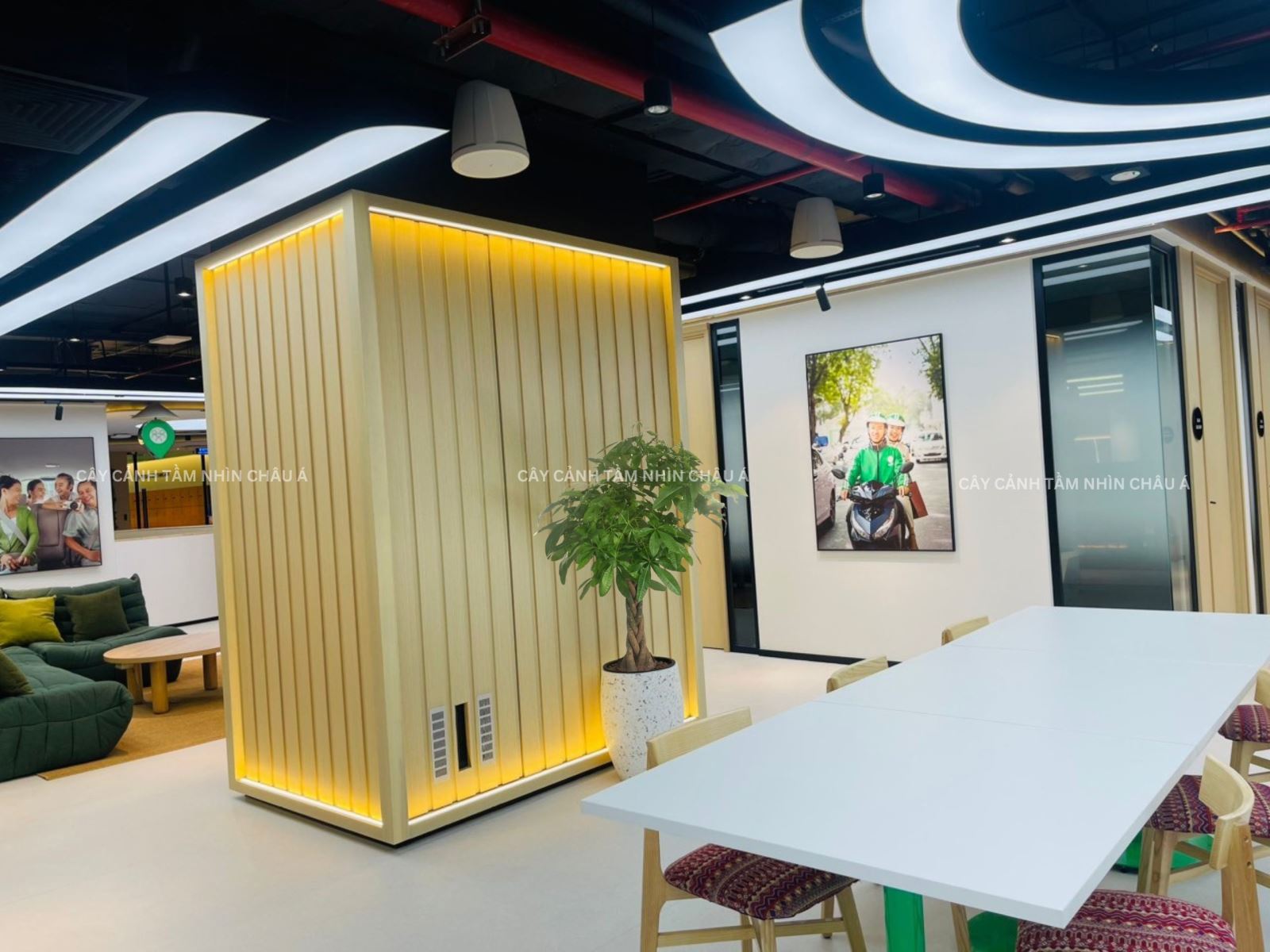 CHẬU CÂY TÀI LỘC