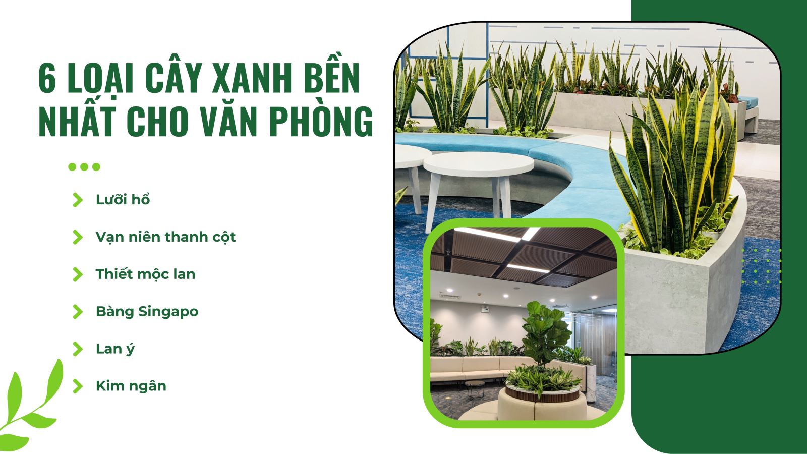 [TIN TỨC] 6 LOẠI CÂY XANH BỀN NHẤT CHO VĂN PHÒNG