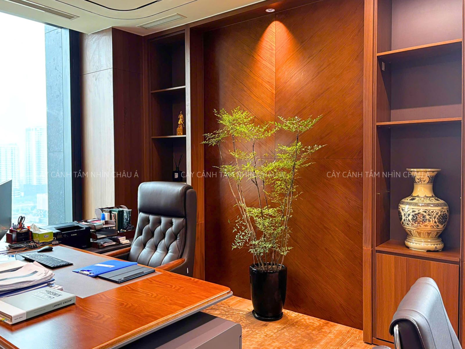 Cây cảnh nội thất