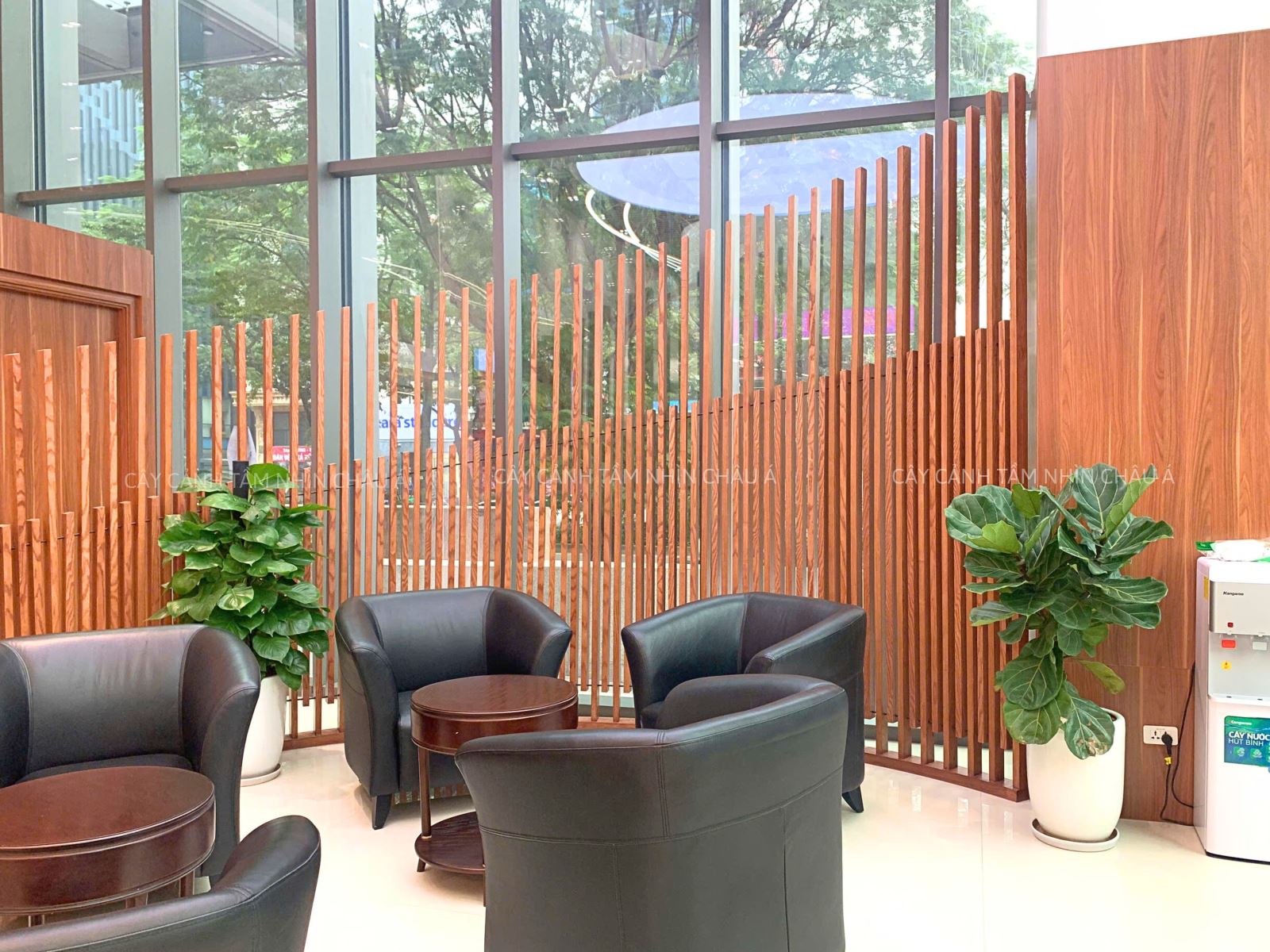 Cây cảnh nội thất