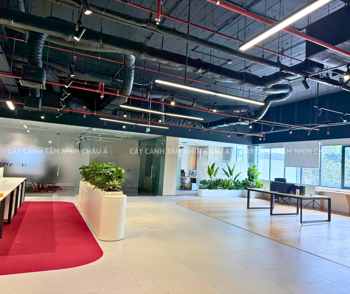 Cây cảnh nội thất