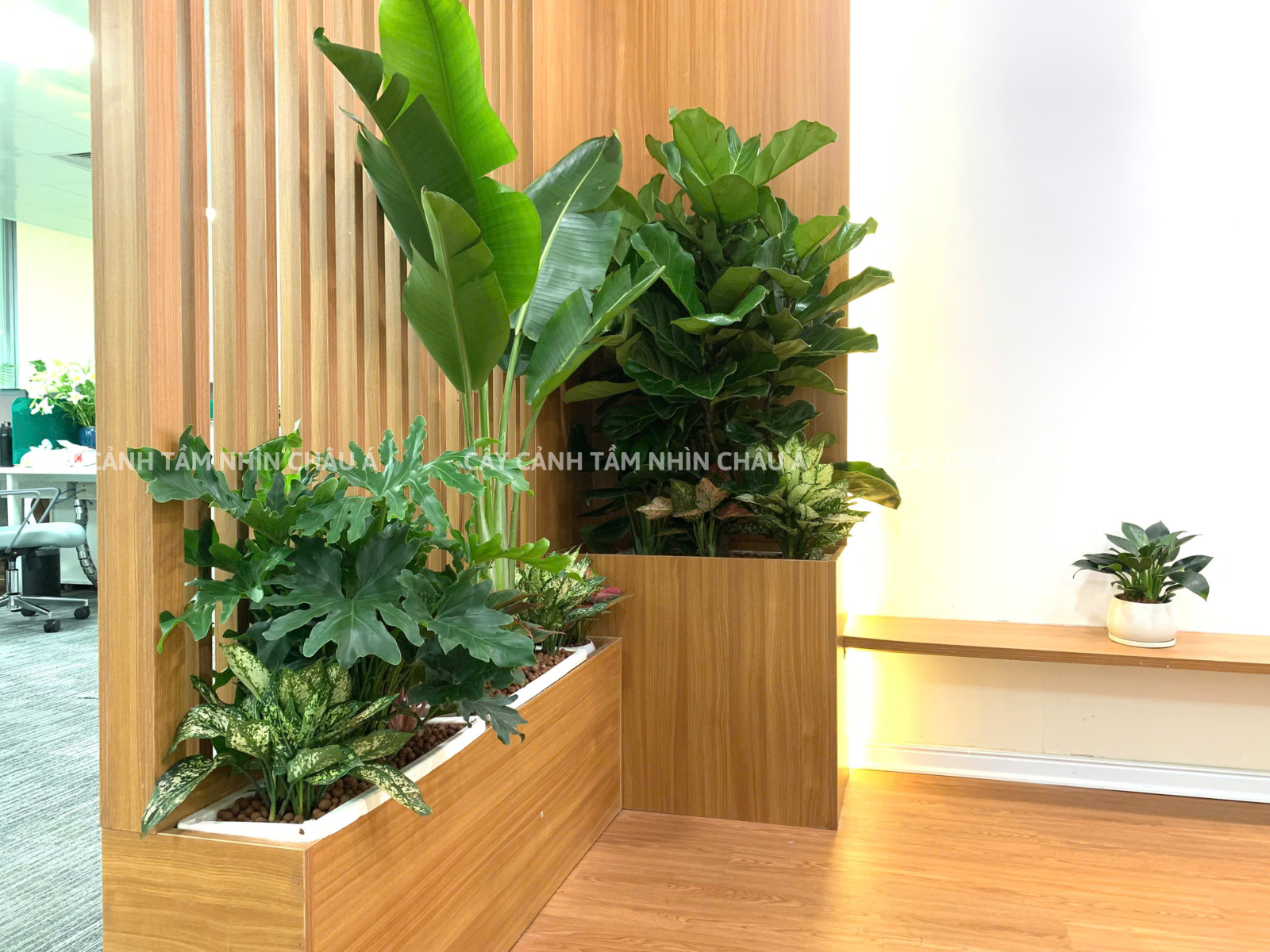 Cây cảnh nội thất