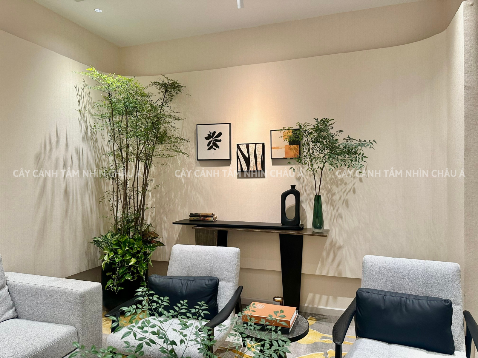 Cây cảnh nội thất