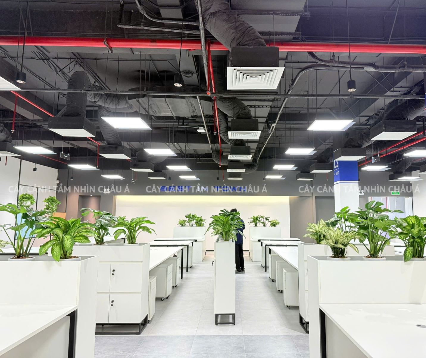 Cây cảnh nội thất