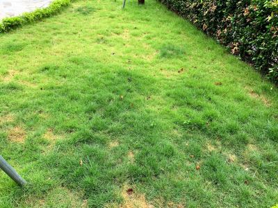Hướng dẫn kỹ thuật chăm sóc cỏ nhung công trình cảnh quan