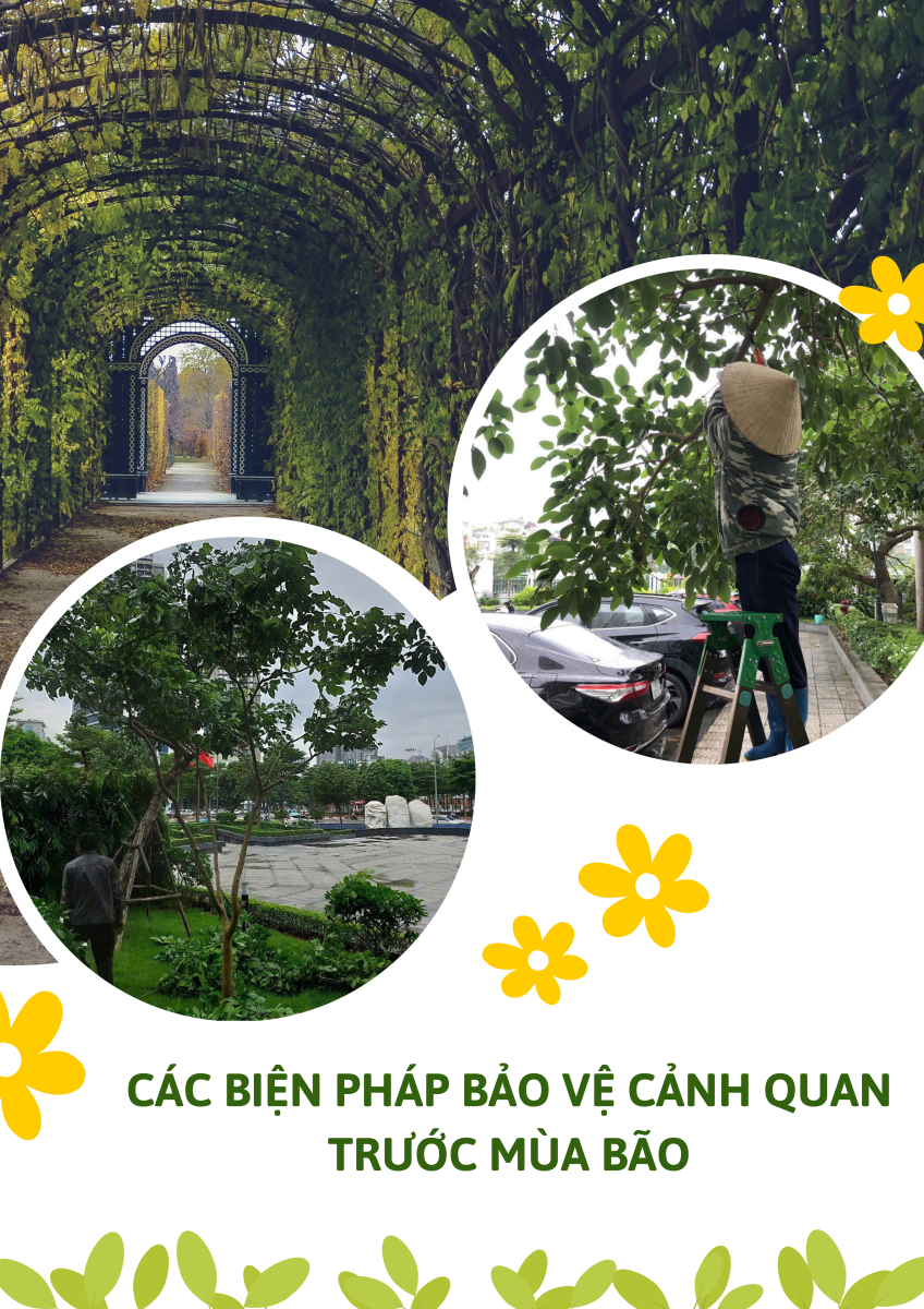 [Tin tức] CÁC BIỆN PHÁP BẢO VỆ CẢNH QUAN TRƯỚC MÙA MƯA BÃO