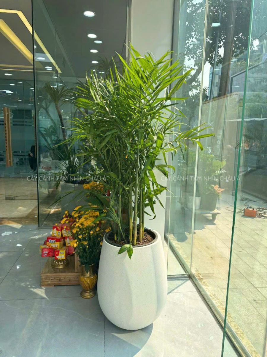 CHẬU CÂY HAWAI