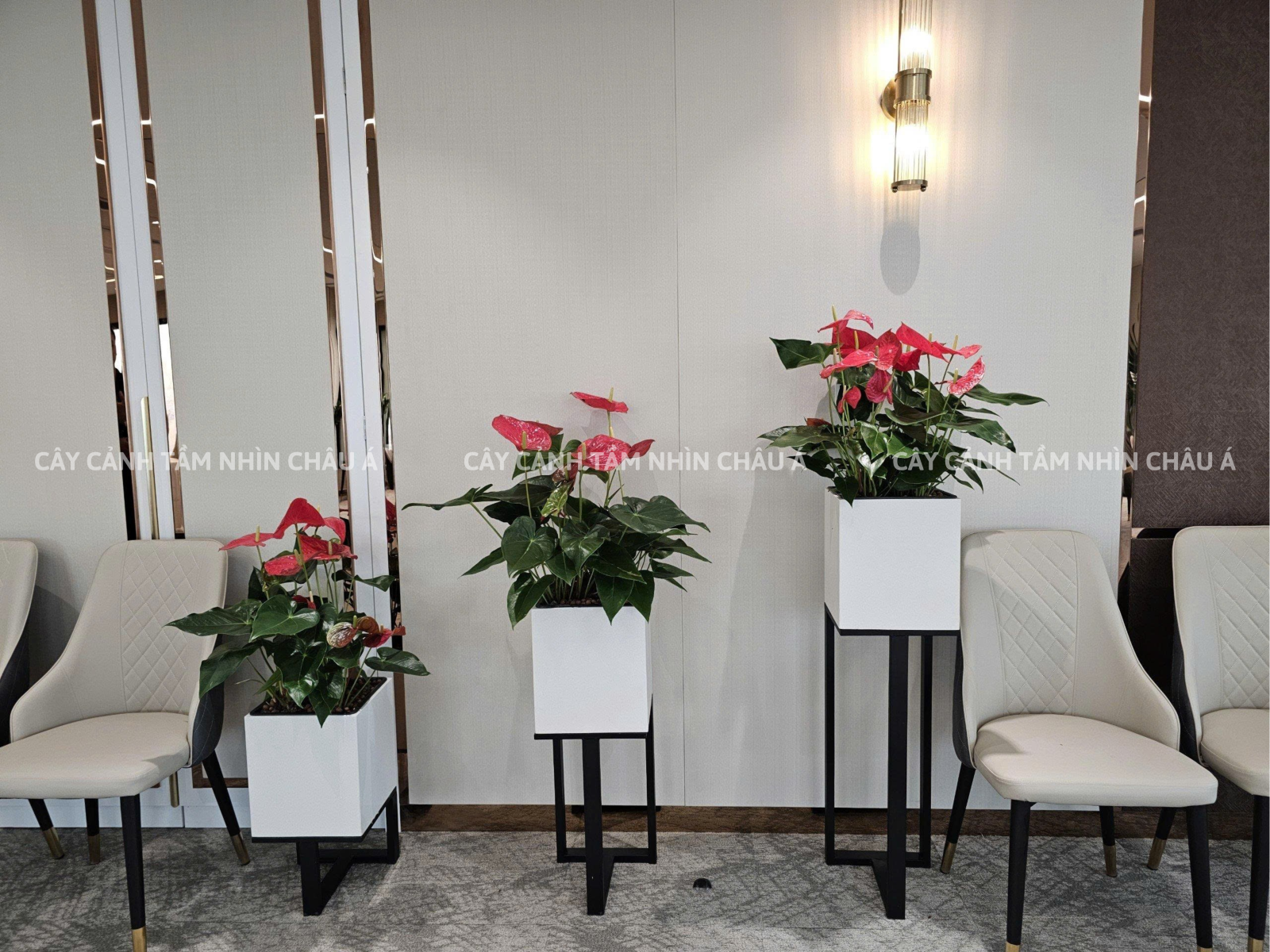 BỘ KHUNG ChẬU THẠCH ANH