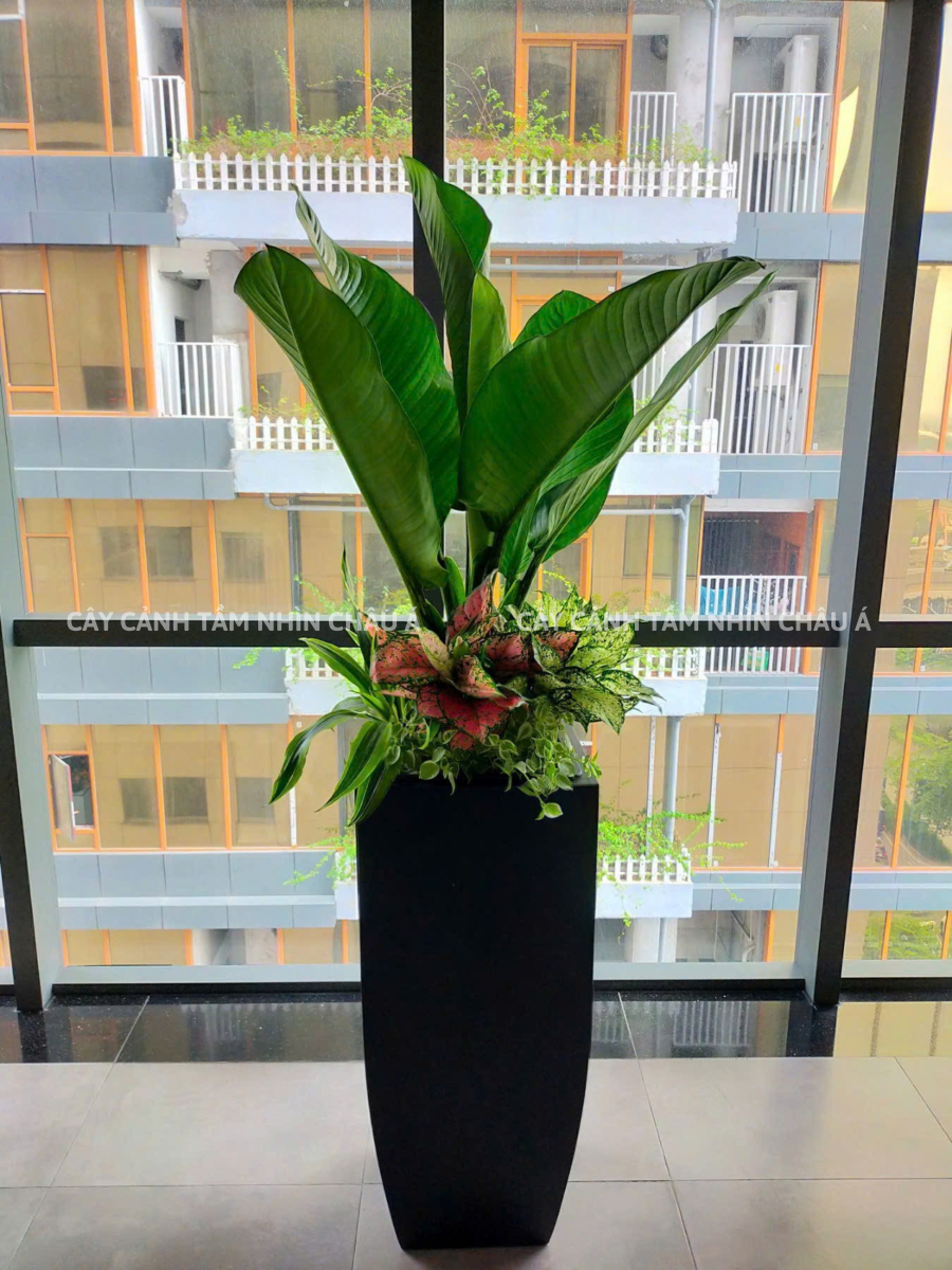 CHẬU CÂY ĐẠI PHÚ GIA