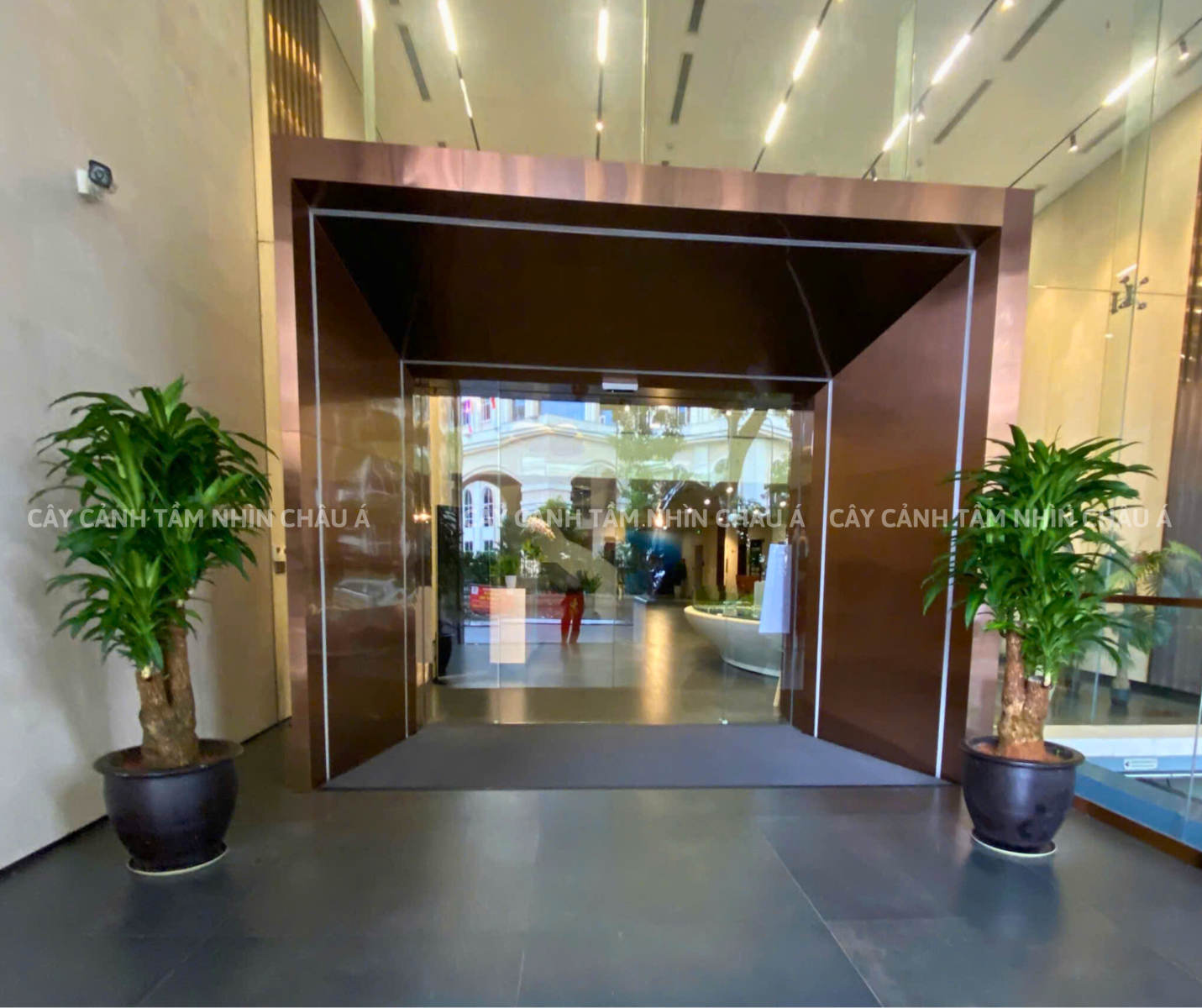 Cây cảnh nội thất
