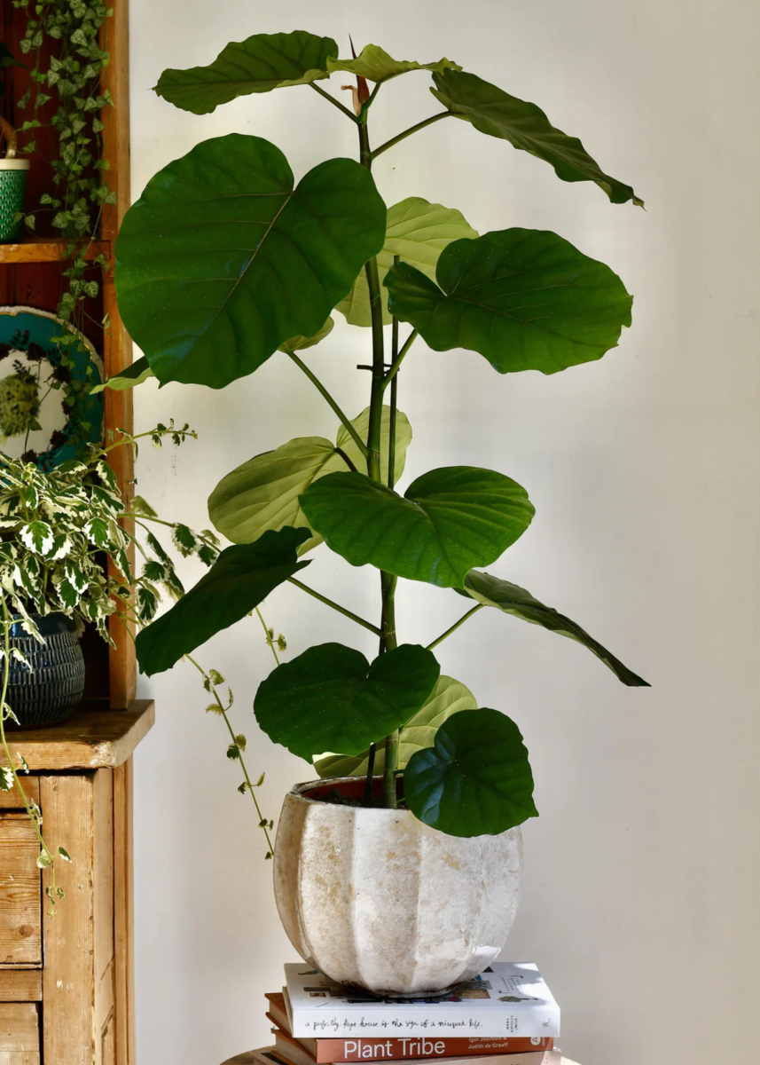 FICUS UMBRELLA