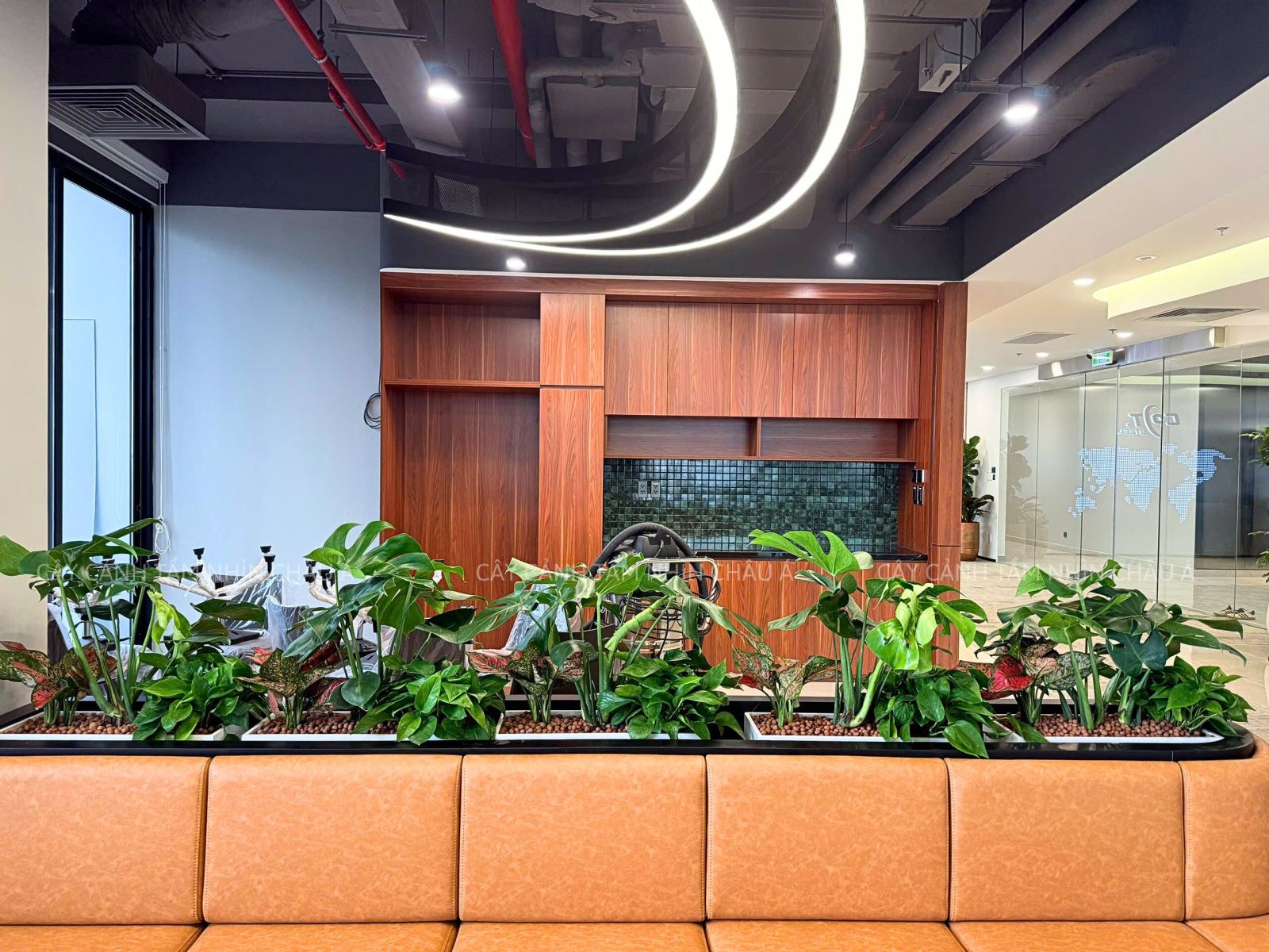 Cây cảnh nội thất