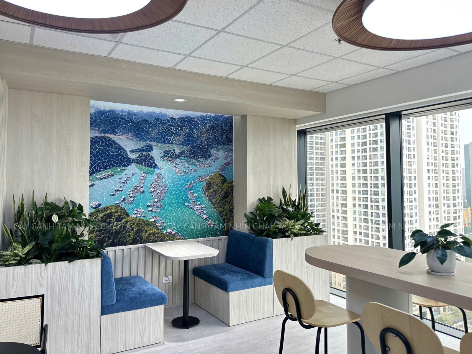 Cây cảnh nội thất