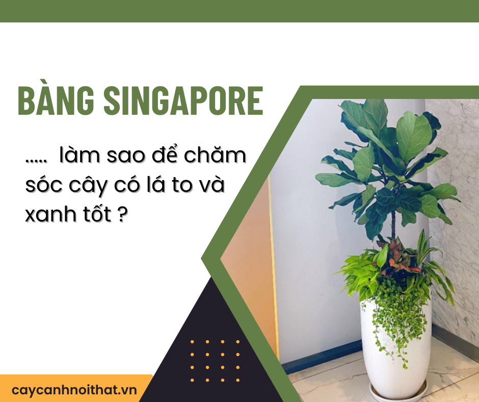 Bàng Singapore - làm sao để chăm sóc cây có lá to và xanh tốt?