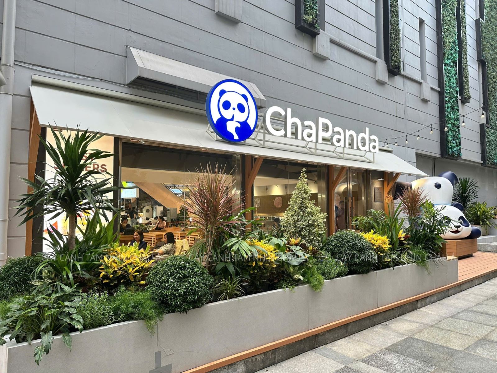 Cây cảnh nội thất
