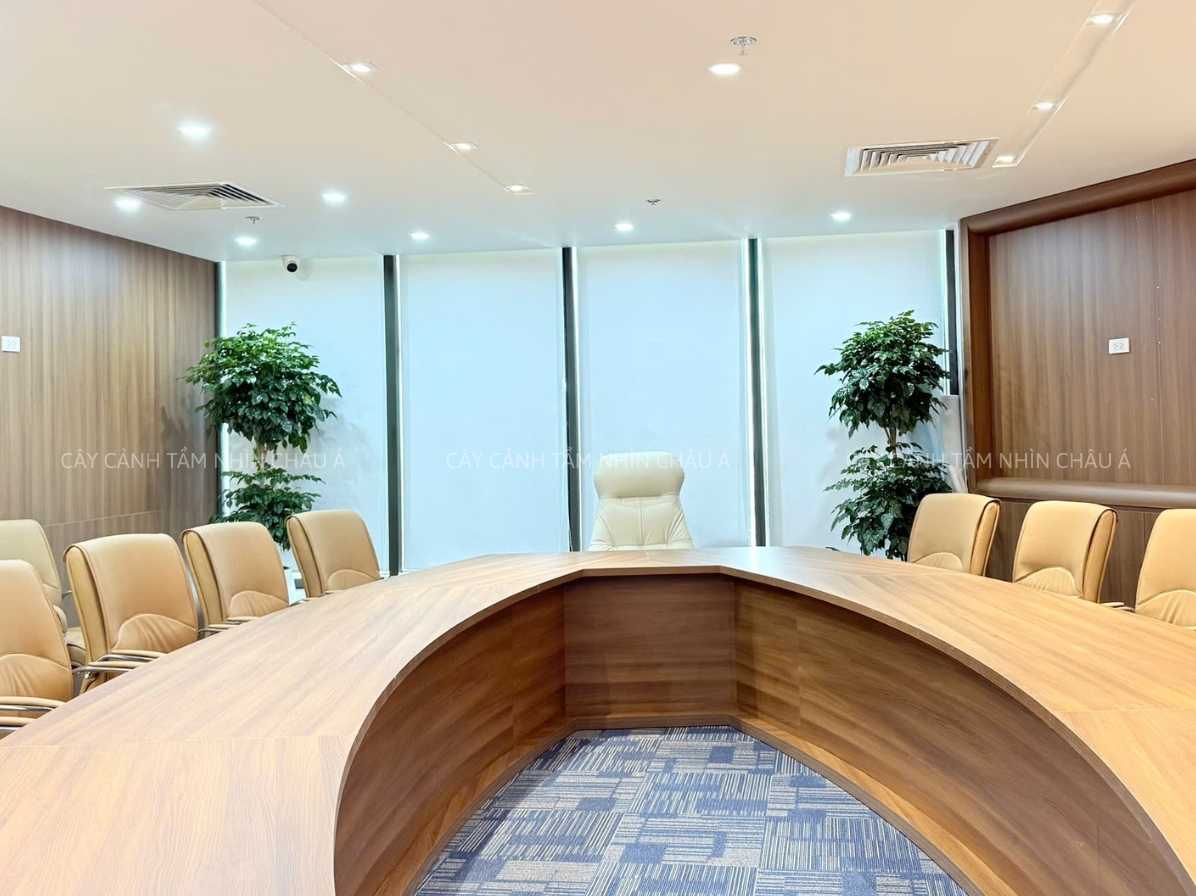 Cây cảnh nội thất