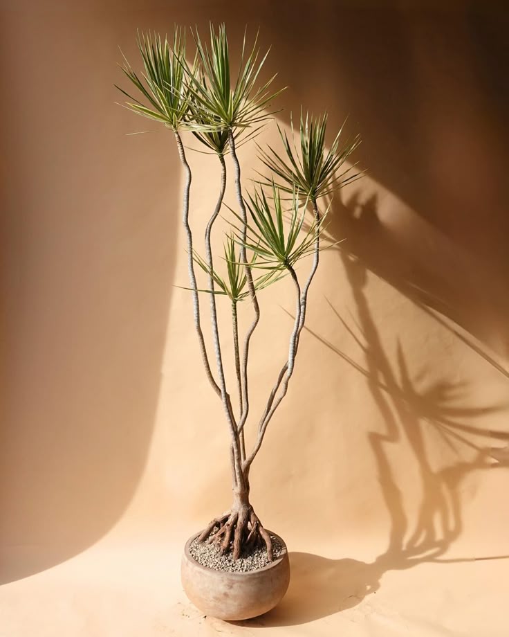 CHẬU CÂY HUYẾT DỤ MẢNH