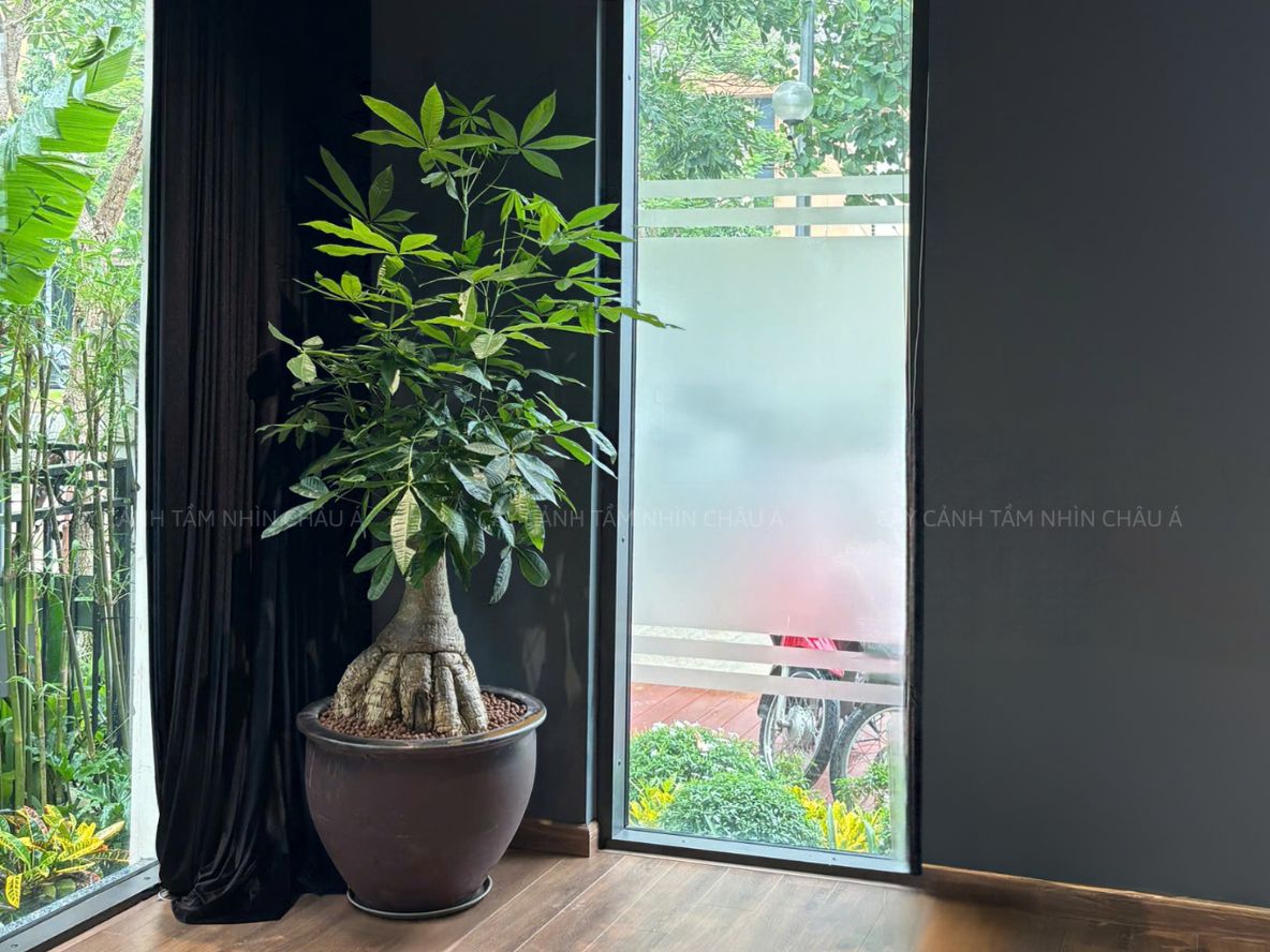 Cây cảnh nội thất