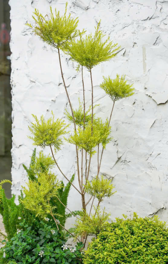 CHẬU CÂY TÙNG HOÀNG KIM