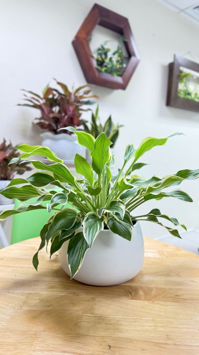 Cây Hosta plantaginea