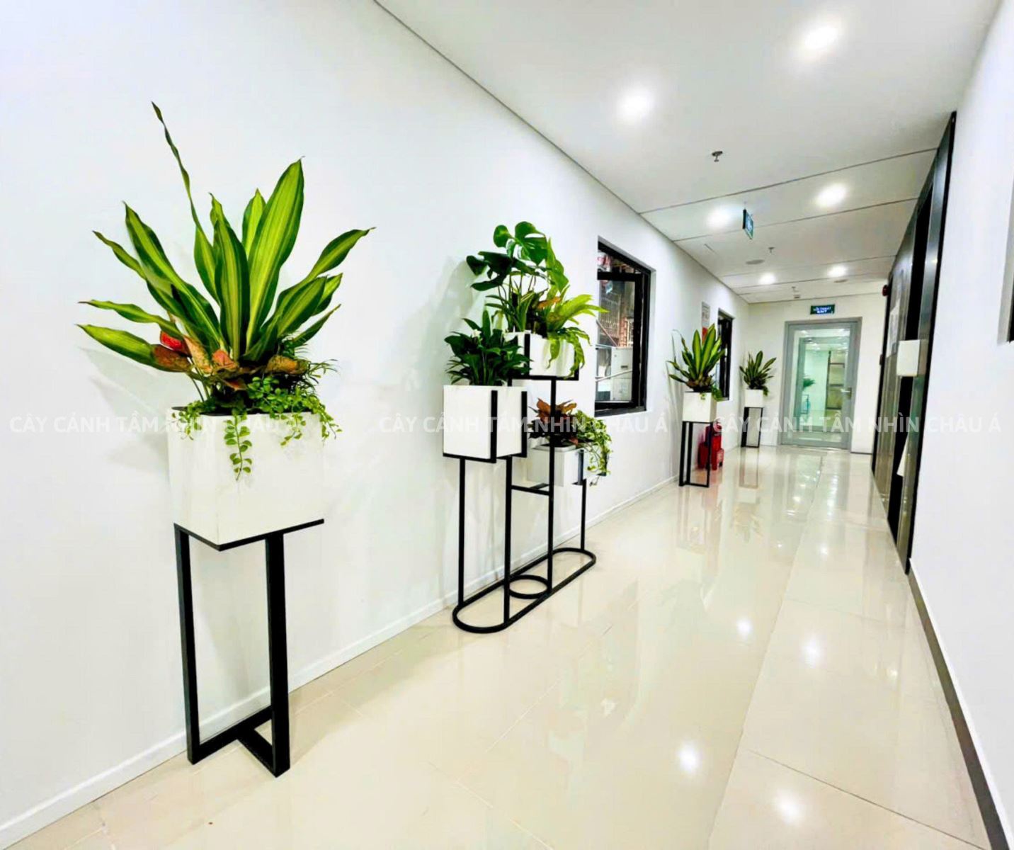 Cây cảnh nội thất