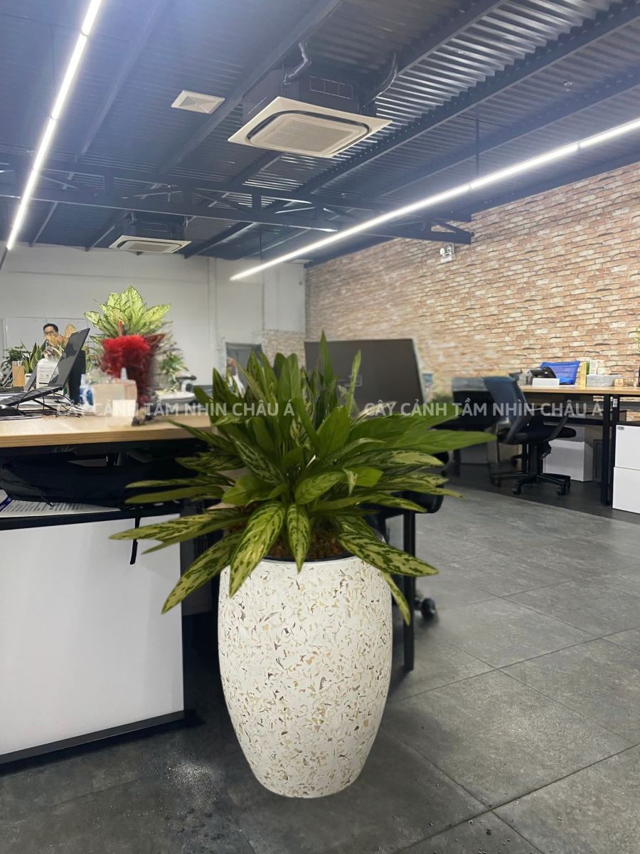 CHẬU CÂY NGÂN HẬU